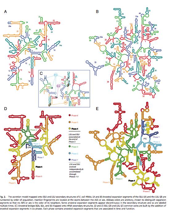 History of the Ribosome and the origin of