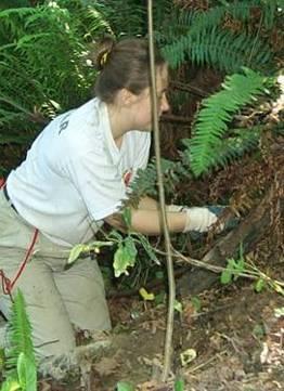 Tree and Vegetation Overview (Tip 331) Vegetation Restoration Project-removing invasive plants and noxious weeds by hand Area of Work* File Plan with DPD Less than 1500 sq. ft.