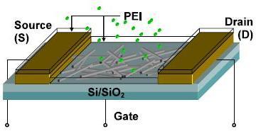effect transistor (NTFET) containing a random network of single-walled carbon nanotubes between source and drain gold electrodes on a silicon oxide substrate.