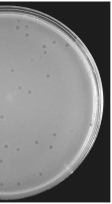 Assay (quantitation) of phage For lytic phage, one uses a plaque assay A lawn or confluent culture of bacteria is grown with phage.
