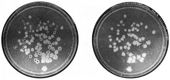 containing Trp) at a dilution to give individual colonies.