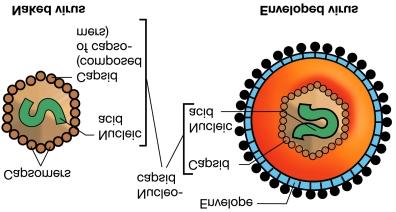 General Properties of Bacteriophage Definitions Bacteriophage: A virus or genetic element containing DNA or RNA that requires a host bacterial cell for replication, but has an extracellular state.