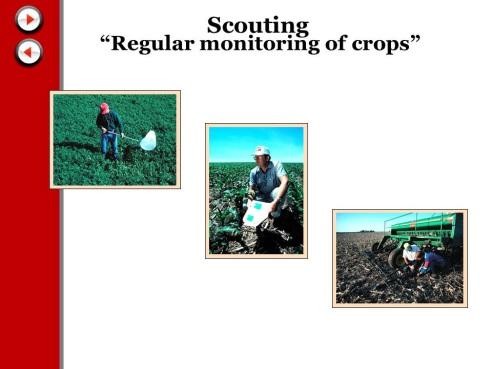 8 Scouting Of the many components involved in IPM, an essential element is regular monitoring of crops.