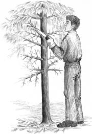 branches from trees Reduces the size of the knots in the wood and increases a tree s value for wood products such as lumber and veneer Pruning REFORESTATION Establishing a new forest after the trees