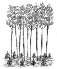 FORESTRY TALK: A GLOSSARY OF COMMON TERMS TREE MARKING Selecting and marking trees to be harvested and trees to be left to grow Trees are usually marked with paint on the trunk In Ontario, yellow