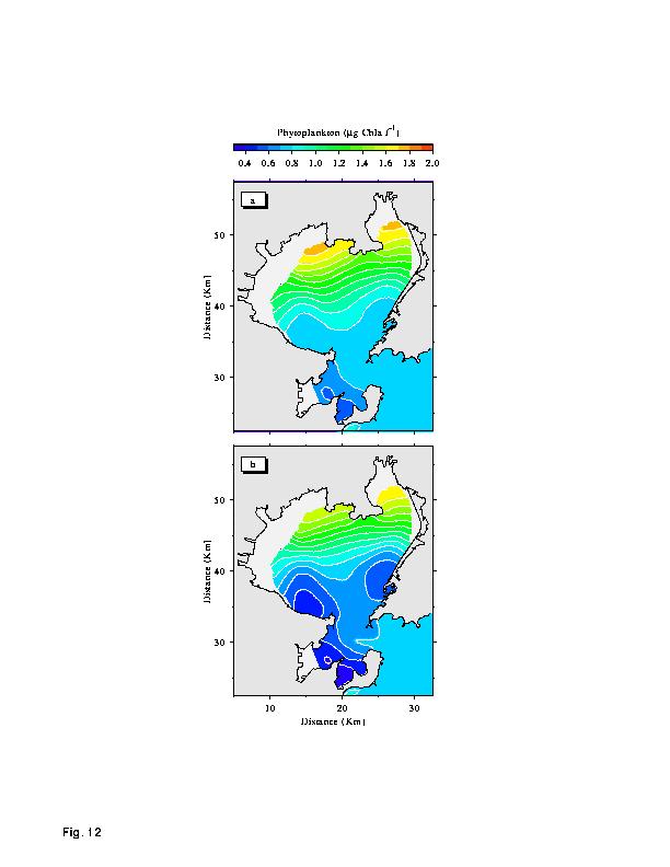 Tidal-cycle averaged surface distributions of phytoplankton with the