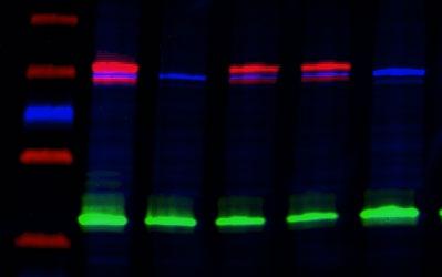 Spectrally separate the channels to resolve protein changes, and use a loading control to normalize for lane to lane