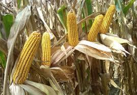 Maximum Returns to N (MRTN) Approach - Corn 1970-1.2 lb N per bushel of corn eg.