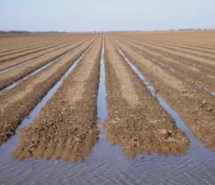 COTTON PRODUCTION Messages to cotton growers IREC February 2014: Cash is