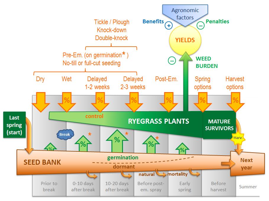How RIM works 4. Ryegrass plants The population of each period is comprised of newly germinated plants and the survivors from the previous period.