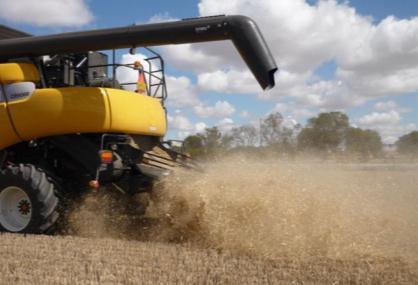 Ryegrass emergence pattern Harvest weed seed control (HWSC) targets seeds that enter the harvester header: Targeted fraction of residues Residue removal* Ryegrass control Whole paddock burning Chaff,