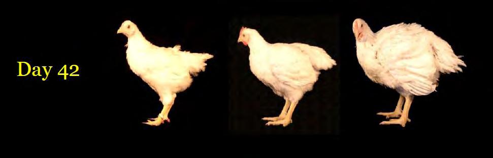 The progress the chicken meat industry has made in growing more meat per bird, illustrated in the following photographs, showing the larger bird size at 42 days and an illustrated cross section of