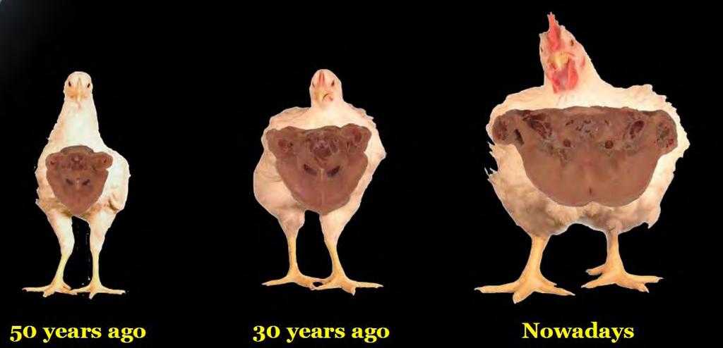 Photos: Broiler chickens at 42 days of age using genetics and feed nutrition from 5 years ago, 3 years ago and present day.