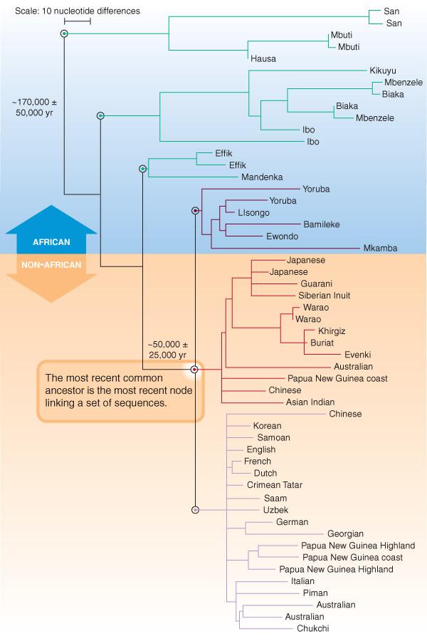 origins Jin and Su, Nature Reviews Genetics (2000) Human genome diversity panel All human mitochondrial DNA sequences have a common ancestor Eve 120-220k years ago Tree shape is