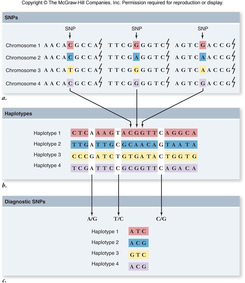Review: Single nucleotide polymorphisms (SNPs) and haplotypes DNA Chips Can