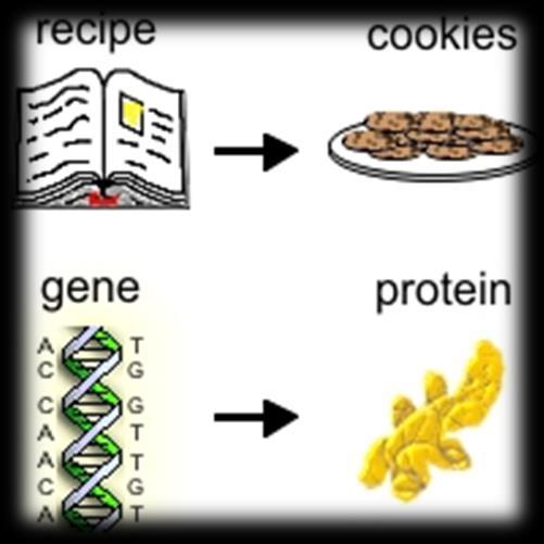 How is genetic engineering done?