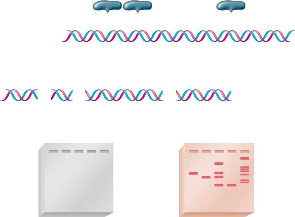Methods for DNA analysis Gel electrophoresis - separates DNA fragments