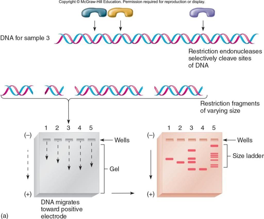Methods for DNA analysis Negative charge of DNA causes it to move toward positive pole Rate of movement