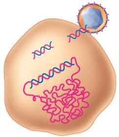 Stem cells from marrow are infected with retrovirus, (enlarged