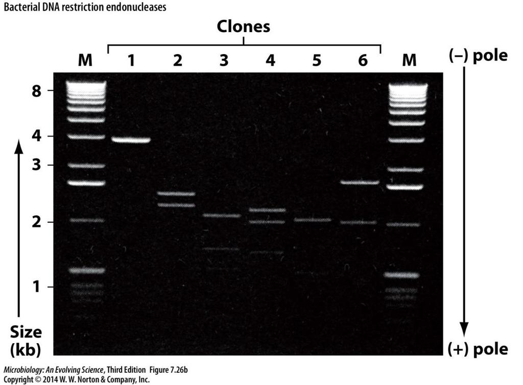 Restriction endonuclease digestion Agarose gel electrophoresis can be used to analyze the DNA