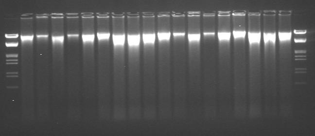 Figure 1. Agarose gel electrophoresis of eighteen genomic DNA samples extracted from oilseed rape.