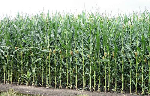 UNL Phosphorus Recommendations for Corn For corn-bean rotations, no additional phosphorus applications are recommended when soil tests for phosphorus are greater than