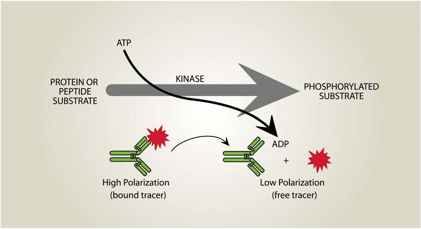 This is problematic in that each of the many kinase subfamilies must then have it's own unique set of assay reagents, specifically optimized.