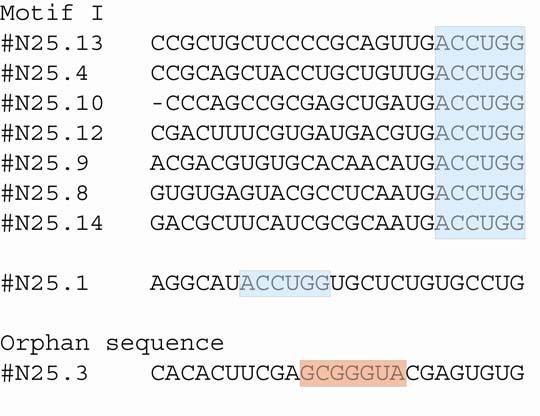 Supplementary Figure S1 Sequences of the selected RNA molecules. Only the initial random regions are shown. Sequences can be grouped into two motifs, one unique sequence N25.