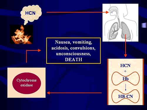 Free cyanide - toxicity In body CN- binds to haemoglobin (Hb) in red blood cells.