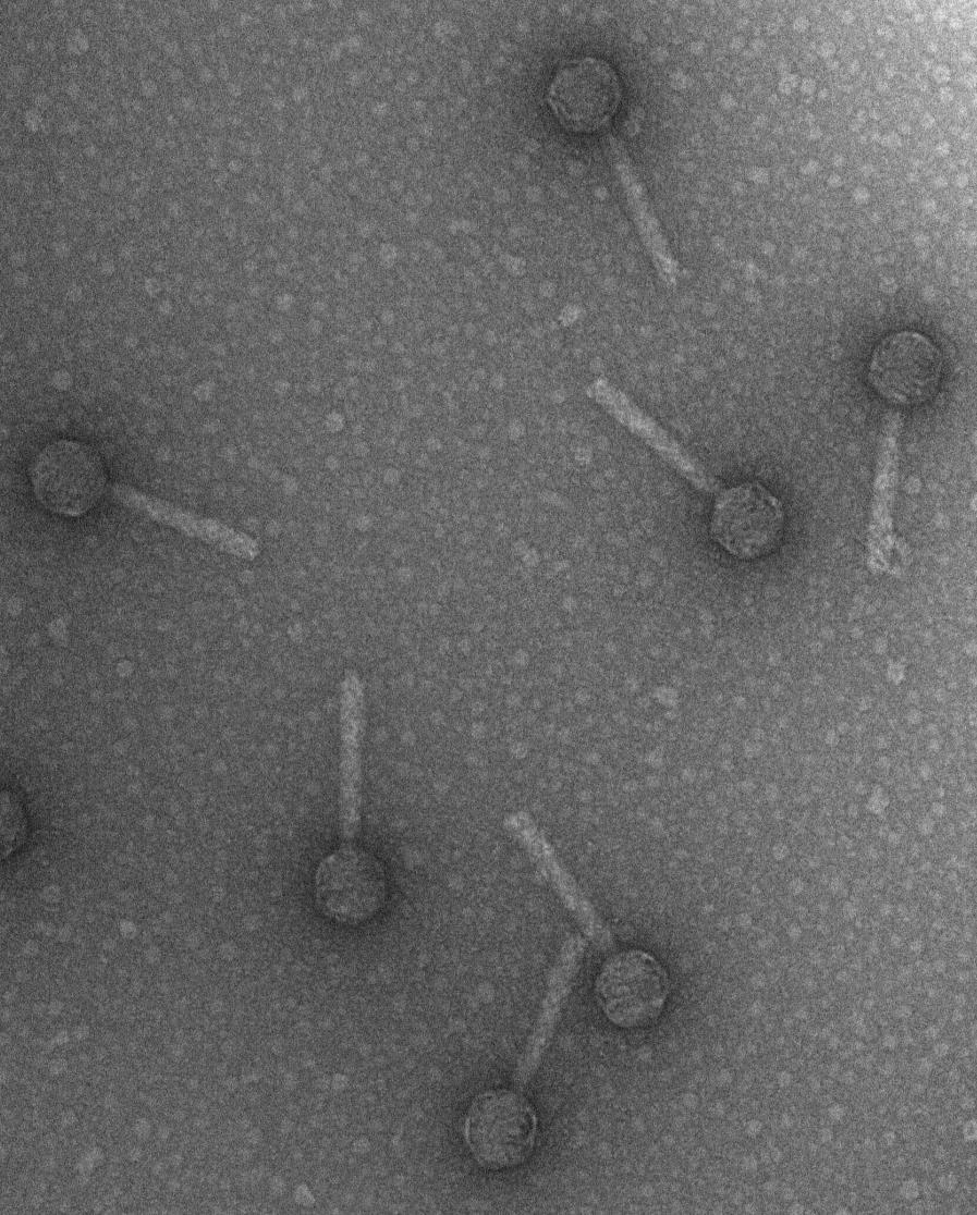 Friendly Phage Most gut viruses co-exist symbiotically with their bacterial