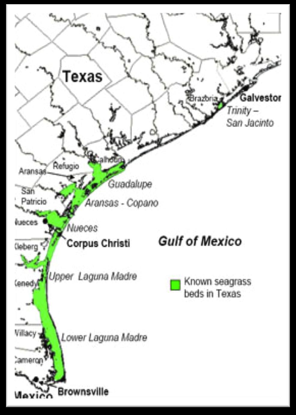 Seagrass Health in Texas A Comprehensive