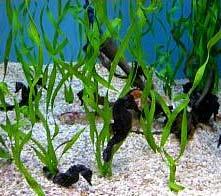 Other contributions of seagrass beds to CO 2