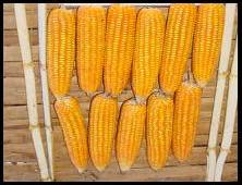 Bt Corn delivers benefits to Philippine farmers