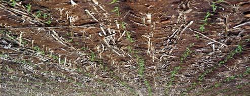 Conservation Tillage (CT) in maize and cotton.
