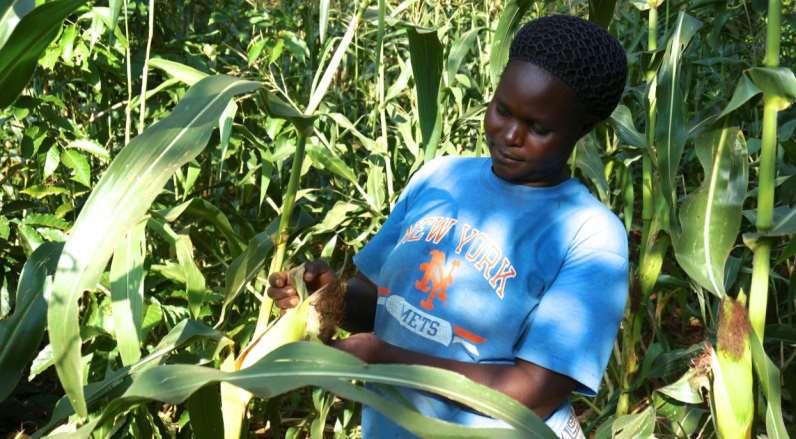 Technology - Changing the lives of smallholders Monica Akinyi, Kisumu District, Kenya From harvesting 40 kg from her half acre plot, her yield became 450 kg (about five 90