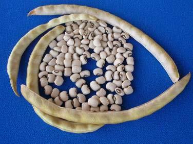 Insect resistant cowpea Bt gene confers resistance to Maruca podborer Proven technology in other crops cotton, maize Important crop and protein source for subsistence