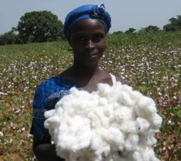 Bollgard II in Burkina 10 years success for agriculture transformation and fight against poverty 700,000 ha cotton planted in 2014 Cotton provides livelihood to over 350,000 farmers.