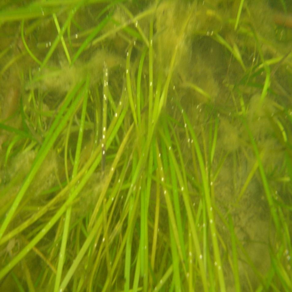 Algal Blooms Phytoplankton > Chl a 10-18 µg l ¹ Zostera marina (Biomass)