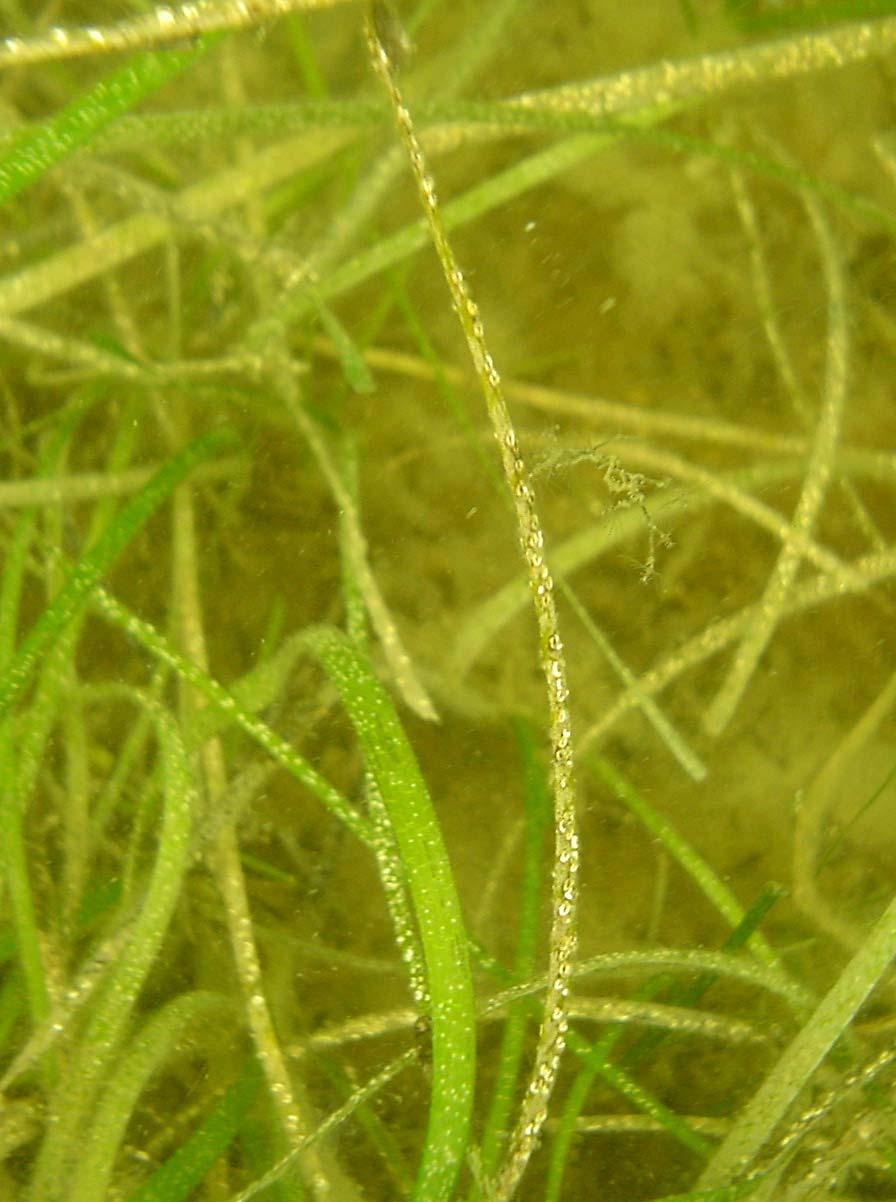 SEAGRASS LOSS 2004-2009 Aboveground Biomass (Reduced ~50-88%) Belowground Biomass (Reduced
