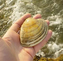 Reported landings for hard clams in Ocean County 1,600,000 1,400,000 1,200,000 1,000,000 Pounds 800,000 600,000
