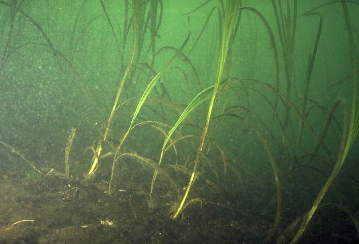 How global warming and climate change may be accelerating losses of Chesapeake Bay seagrasses. Dr.