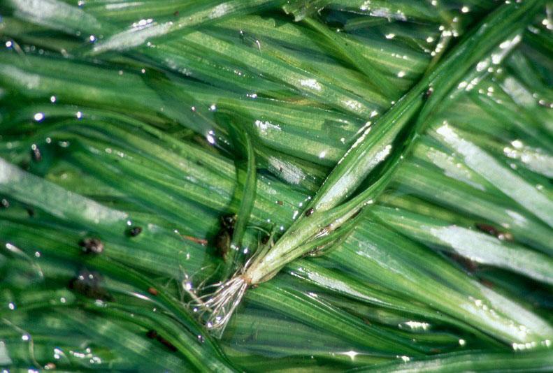What Are Underwater Grasses?