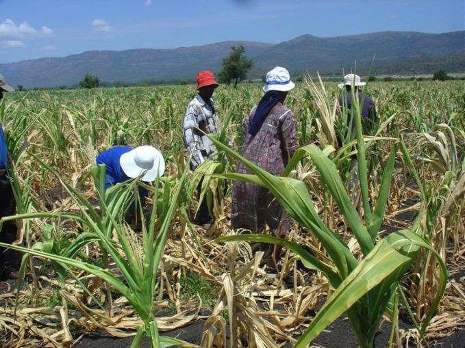 Mokopane 2006:On-farm