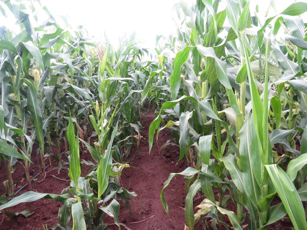 Impact of Bt Maize in