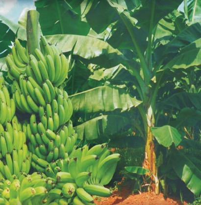 reduce maize yields (Kenya up to US$90M) Technology Bt
