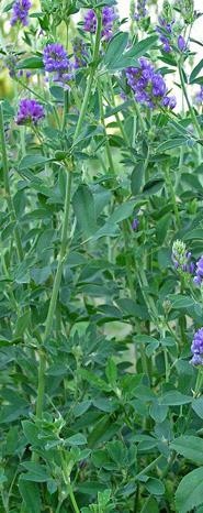 Potassium (K) Benefits Improved alfalfa stand persistence, shoots per plant and rhizobia activity Reduces leaf drop of alfalfa