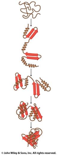 Protein Folding Denature/renature ative structure Domains fold separately Global vs. local minima Molecular chaperones Problem 40.