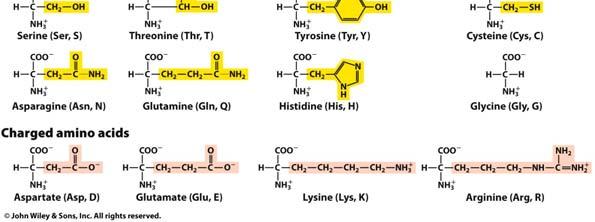 L amino acids Glycine R/S vs D/L L isoleucine