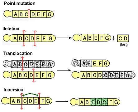 Genomes Aren't Static Different kinds of mutations can arise during DNA