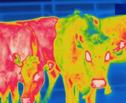 the essential traits of heat tolerance and tick resistance seen, for example in the zebu (Bos indicus) breeds.